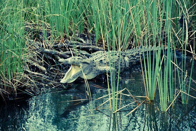 Private Appleton YS Falls and Black River Tour from Montego Bay - The Sum Up