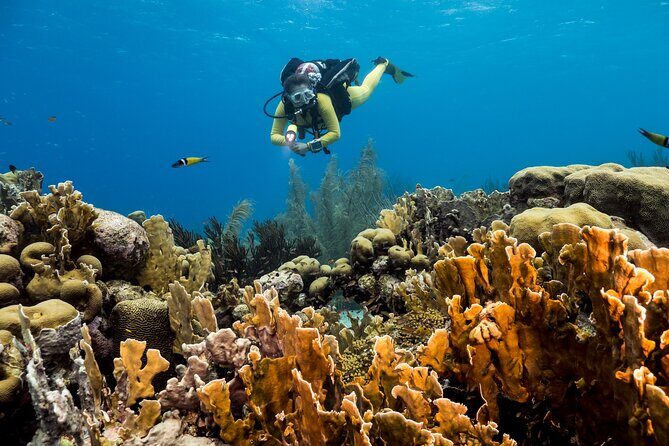 Private Aquafari Tour in Curaçao from Willemstad - A Deep Dive into the Private Aquafari Experience