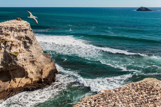 Private Auckland's West Coast - Piha/ Muriwai - Wild West Tour - A Detailed Breakdown of the Tour Experience