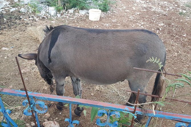 Private Authentic Family Home local food day Trip from Dubrovnik - Pricing and Value