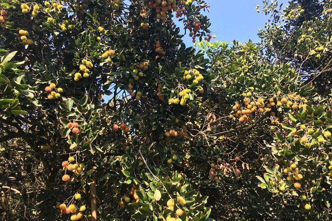 Private Authentic Mekong River Full Day Trip - Non Touristic Mekong delta - FAQ