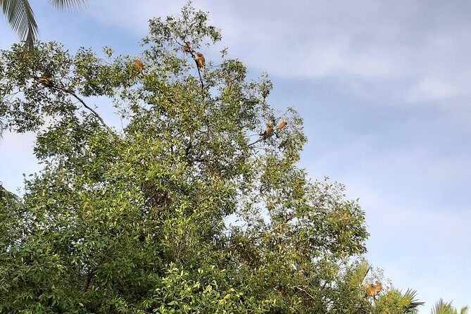 Private Bandar Highlight, Water Village & Proboscis Monkey Tour - Key Points