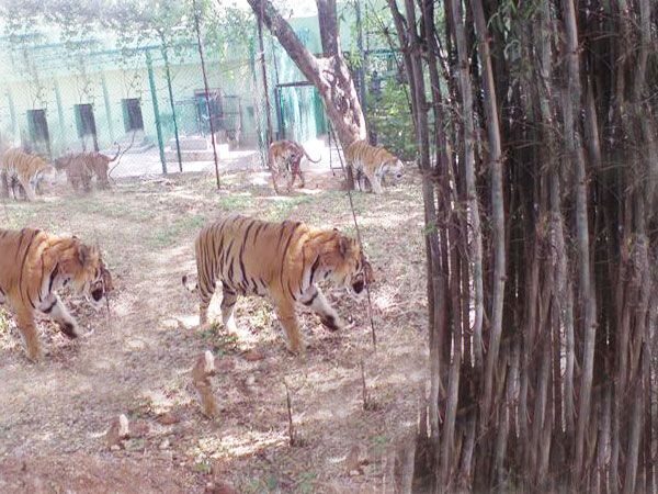 Private Bannerghatta National Park Day Excursion - A Detailed Look at the Bannerghatta Experience