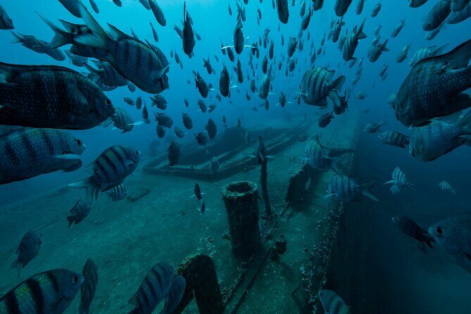 Private Bayahibe 3 Tank Diving with Lunch from Punta Cana - What to Expect on Your Day