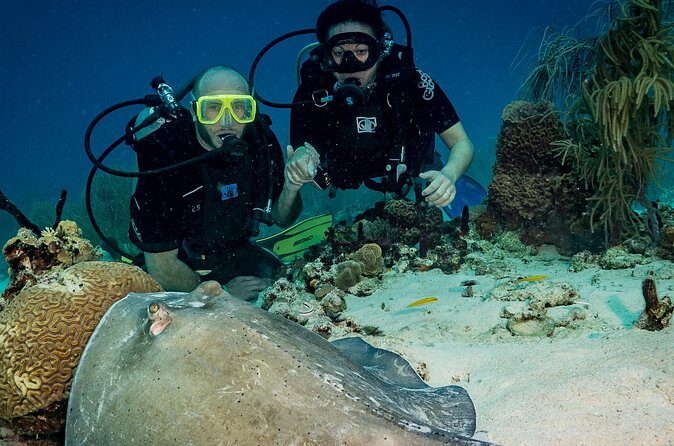Private Bayahibe 3 Tank Diving with Lunch from Punta Cana - The Benefits of a Private, Full-Day Experience