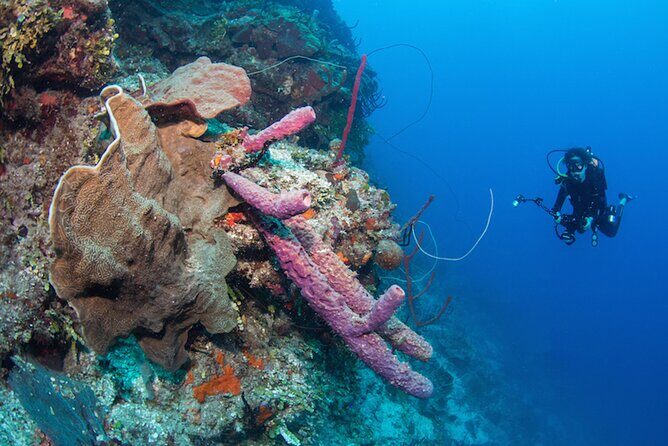 Private Bayahibe 3 Tank Diving with Lunch from Punta Cana - FAQs