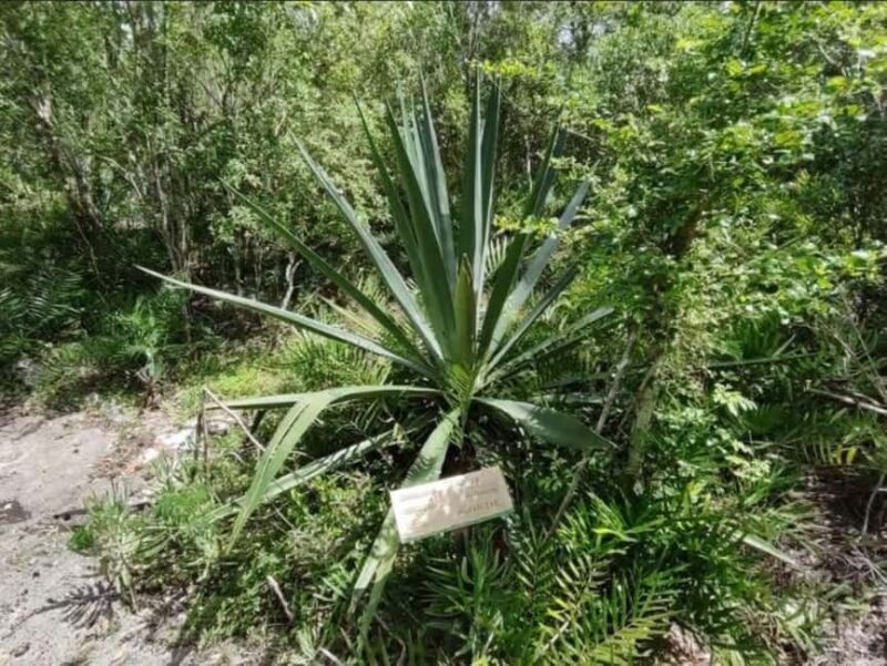 Private Bayahibe: Snorkeling Tour with Lunch and Cenote Swim - Practical Tips for Your Trip