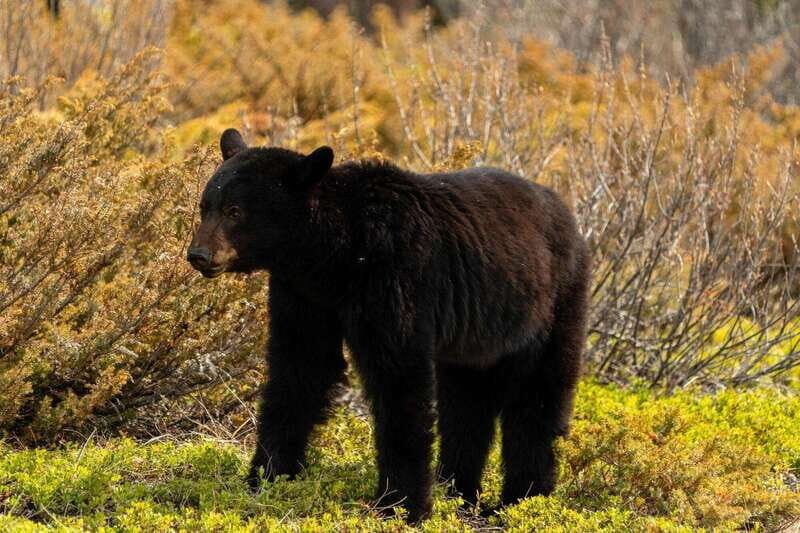PRIVATE: Bear Country Hiking Tour - 4H Adventure - Authentic Experiences and Guest Feedback