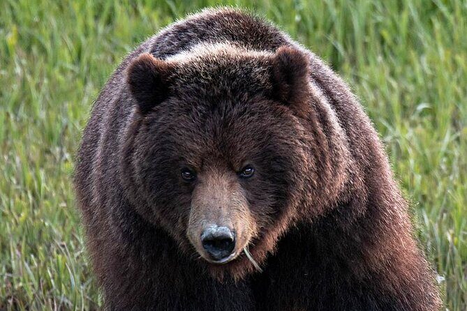 Private Bear Viewing By Seaplane - Key Points