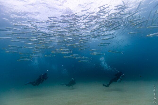 Private Beginner Scuba Diving Experience in Cabo San Lucas - A Closer Look at the Private Beginner Dive Experience in Cabo San Lucas