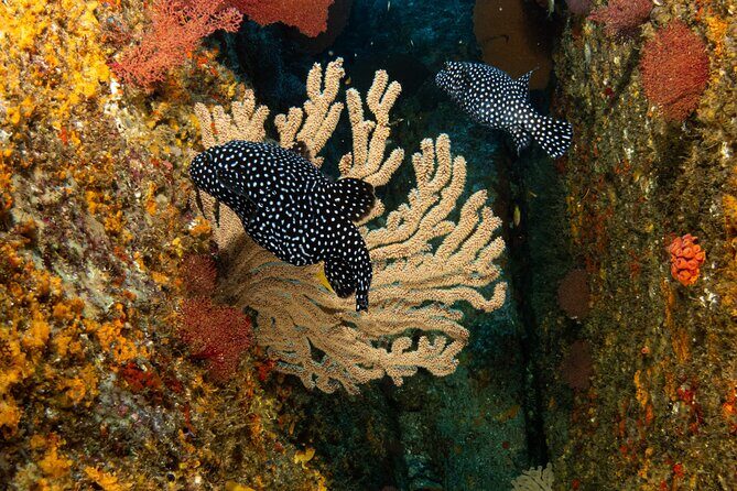 Private Beginner Scuba Diving Experience in Cabo San Lucas - FAQs