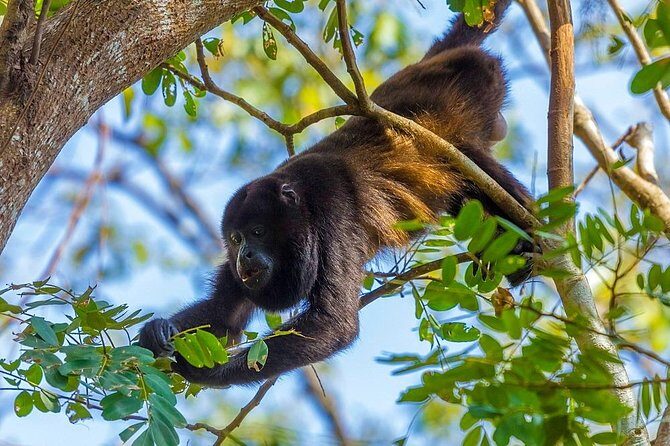 Private Belize Cave Tubing & Howler Monkey Sanctuary Combo Tour with Lunch - Key Points