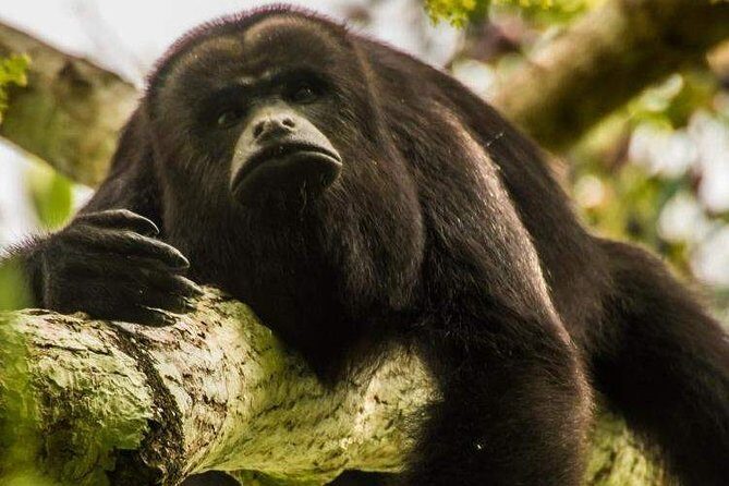 Private Belize Cave Tubing & Howler Monkey Sanctuary Combo Tour with Lunch - A Closer Look at the Itinerary