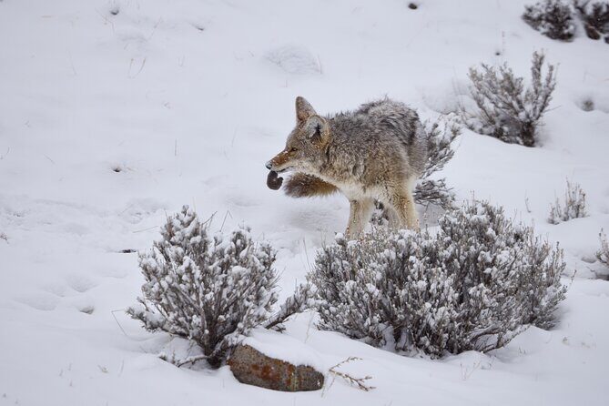 Private, Bespoke Yellowstone Winter Wildlife Photo Safaris - Exploring the Details of the Yellowstone Winter Photo Safari