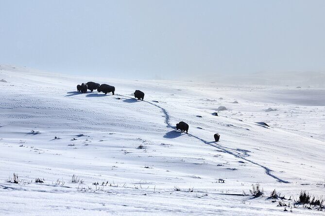 Private, Bespoke Yellowstone Winter Wildlife Photo Safaris - The Sum Up