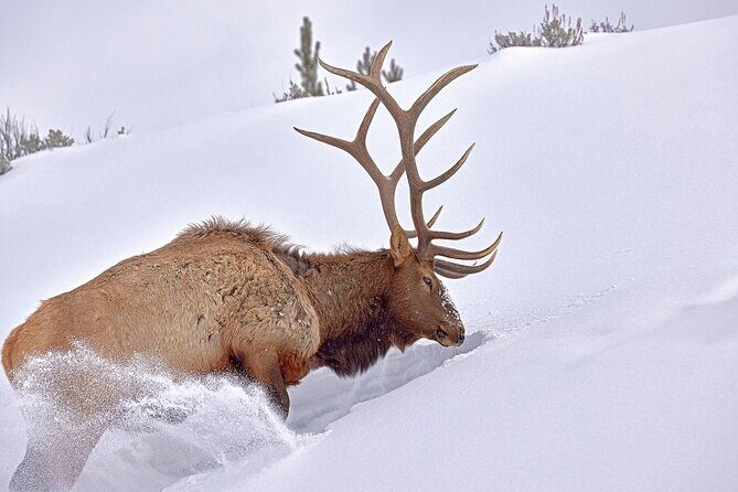 Private, Bespoke Yellowstone Winter Wildlife Photo Safaris - FAQ