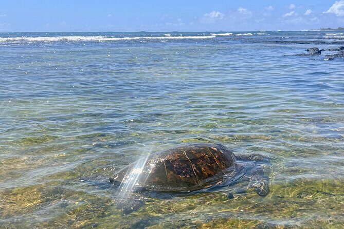 Private Big Island: History & Local Market Tour (Up to 12) - Frequently Asked Questions