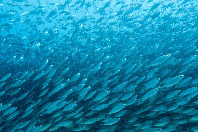 Private Big Island Snorkeling - FAQ