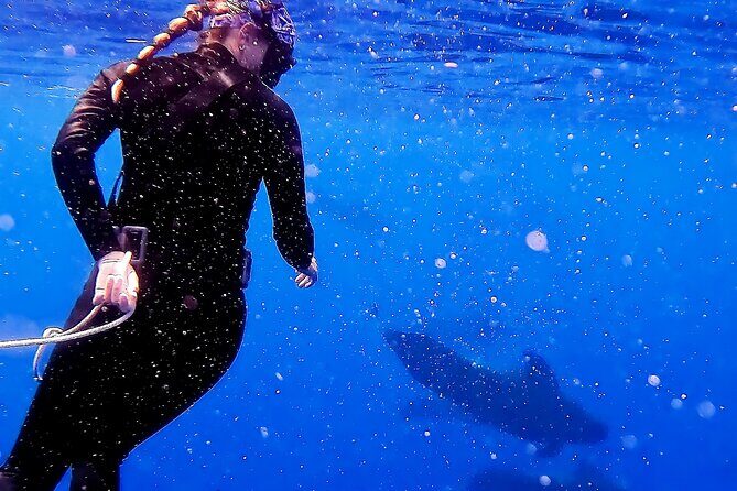 Private Biologist-Led Sea'fari (up to 10 passengers) - Key Points