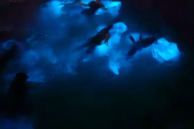Private Bioluminescence Tour in Grand Cayman - The Sum Up: Who Should Consider This Tour?