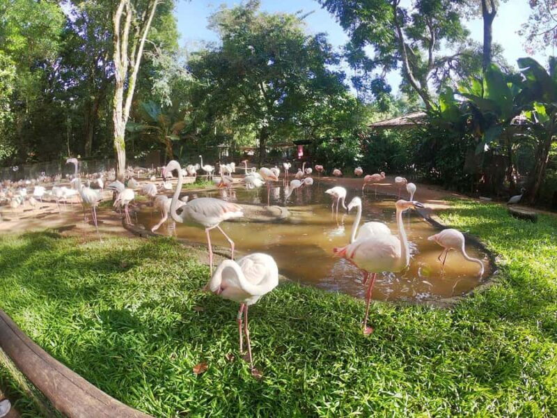 Private Bird Park Tour: Encounter Vibrant Birds Up Close - An In-Depth Look at the Bird Park Experience