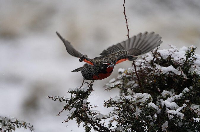 Private Bird Watching Experience in Cerro Castillo - FAQ