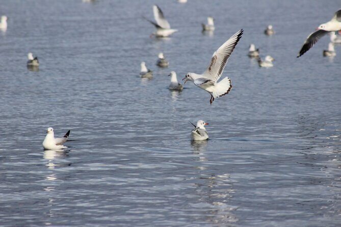 Private Birding Tour in Albania - An In-Depth Review of the Albanian Birding Experience