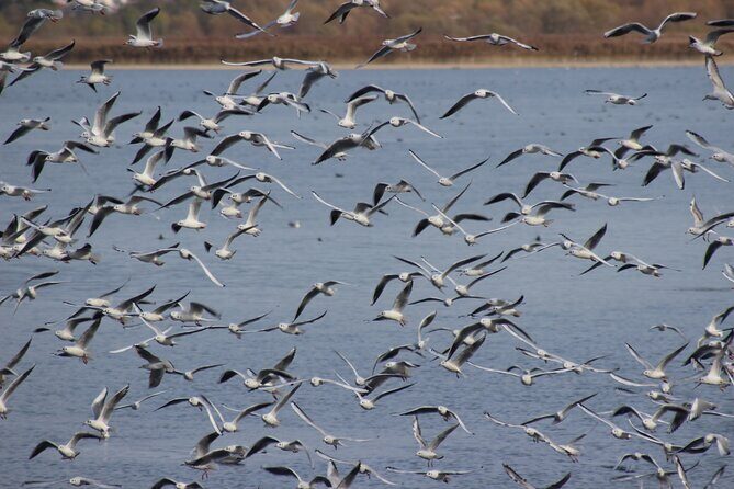 Private Birding Tour in Albania - Who Should Consider This Tour?