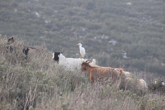 Private Birding Tour in Albania - Final Thoughts