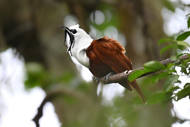 Private Birdwatching at Monteverde - Key Points
