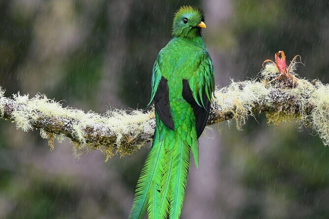 Private Birdwatching at Monteverde - Why This Tour Stands Out
