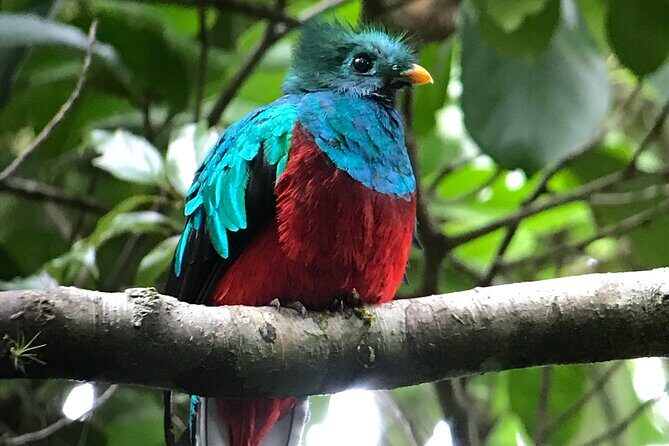 Private Birdwatching at Monteverde - FAQ