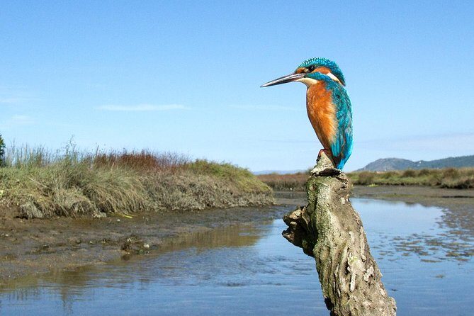 Private Birdwatching from Porto - Key Points