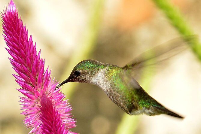 Private Birdwatching in Los Haitises National Park - A Deep Dive into the Experience