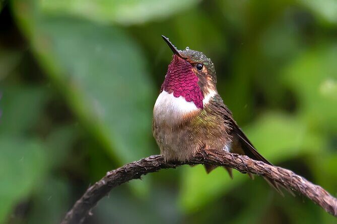 Private Birdwatching Tour and Photography - Exploring the Best of Costa Rica’s Birdlife: Private Birdwatching and Photography Tour in Monteverde