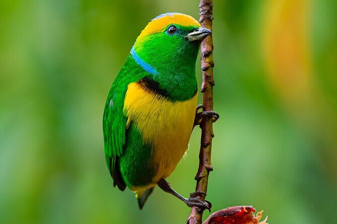 Private Birdwatching Tour and Photography - Key Points