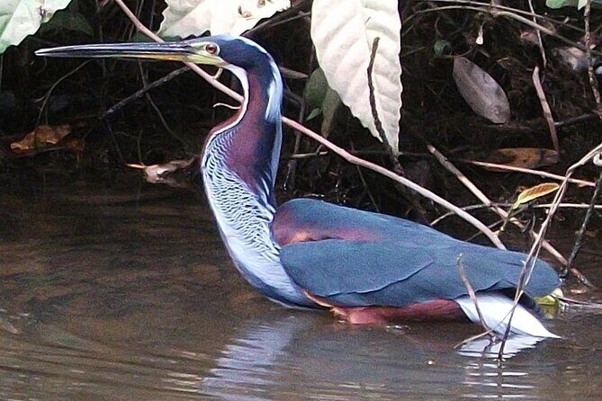 Private Birdwatching Tour and Photography - The Value for Your Money