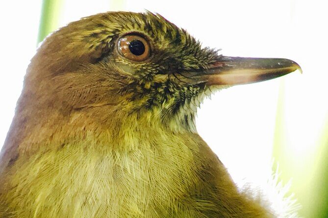 Private Birdwatching Tour and Photography - Who Should Consider This Tour?