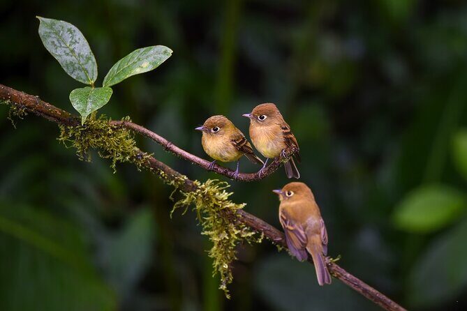 Private Birdwatching Tour and Photography - Final Thoughts