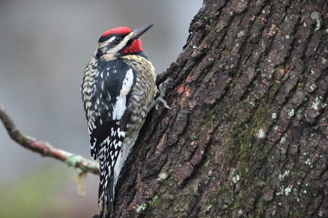 Private Birdwatching Walking Activity in Hendersonville - Discover Hendersonville’s Birdlife on a Personal Guided Walk