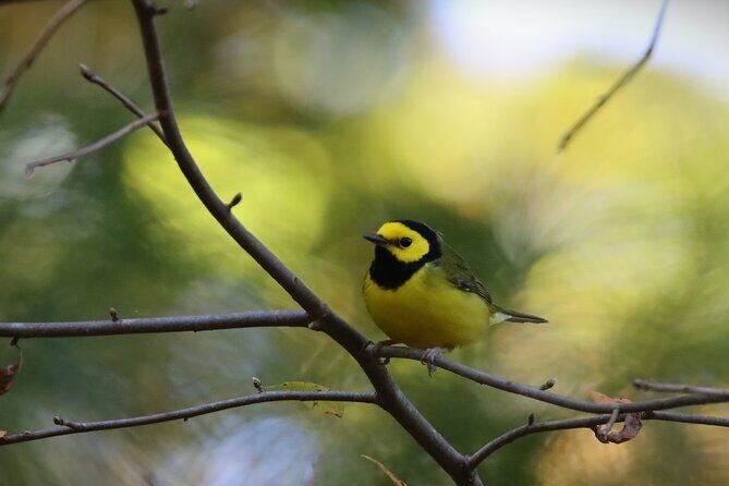 Private Birdwatching Walking Activity in Hendersonville - FAQ
