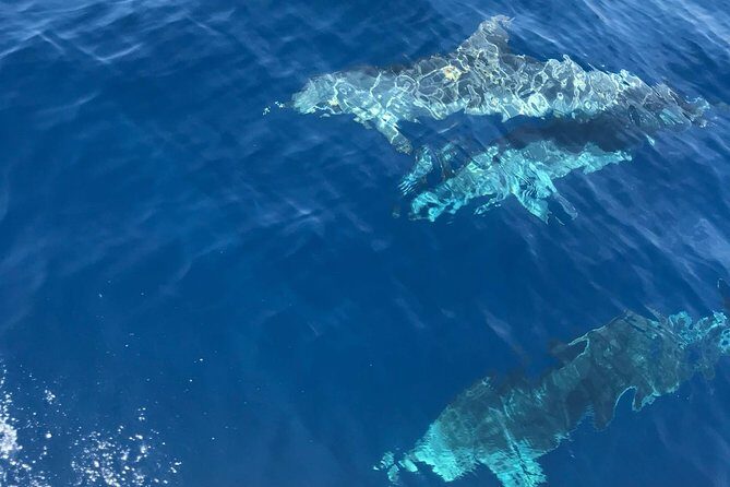Private Blue Cave and Hvar - 5 Islands Tour - Price and Overall Value
