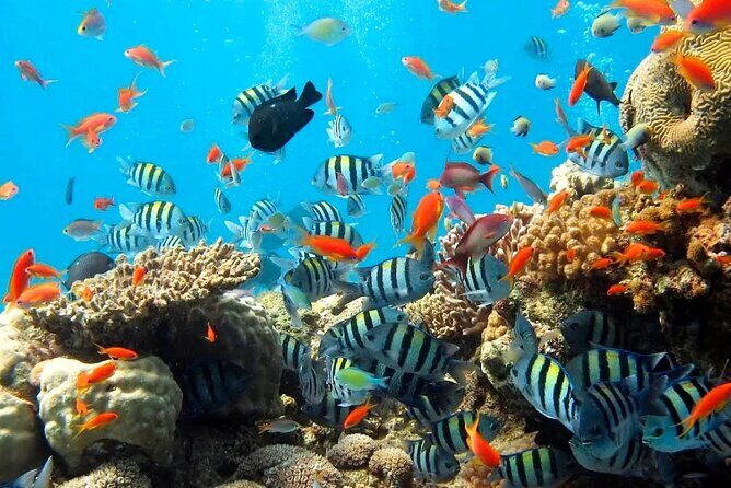 Private Blue Lagoon Snorkeling Lunch All Inclusive - Why We Recommend This Tour