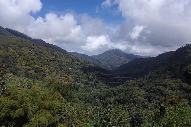 Private Blue Mountain tour from Ocho Rios - A Detailed Look at the Blue Mountain Private Tour