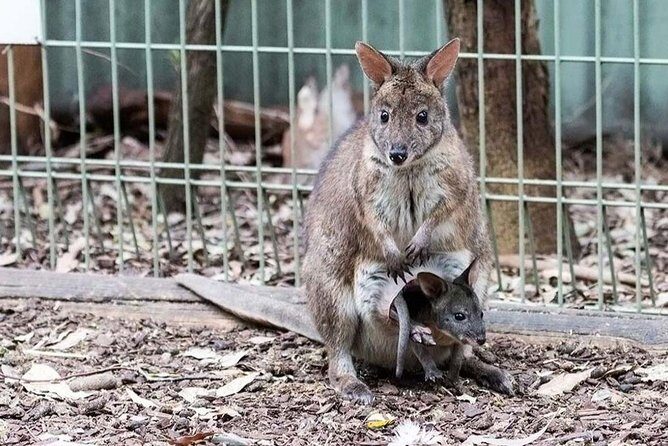 PRIVATE Blue Mountains Day Tour from Sydney with Wildlife Park and River Cruise - References