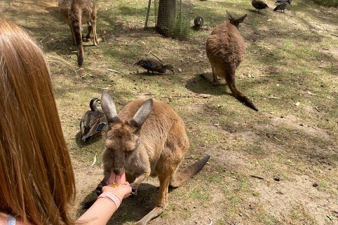Private Blue Mountains Day Tour | Waterfalls, Koalas & Views - Frequently Asked Questions