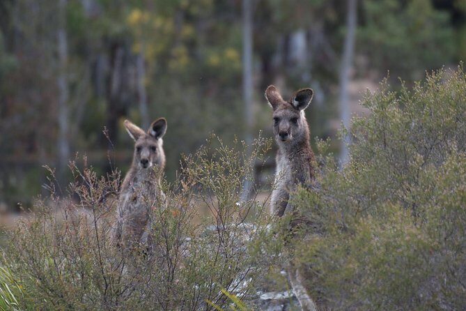 Private Blue Mountains Insider Tour from Sydney - The Real Benefits of This Tour