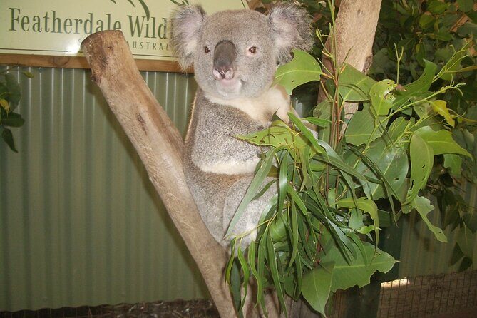 PRIVATE Blue Mountains Tour, Wildlife Park and River Cruise - Final Thoughts