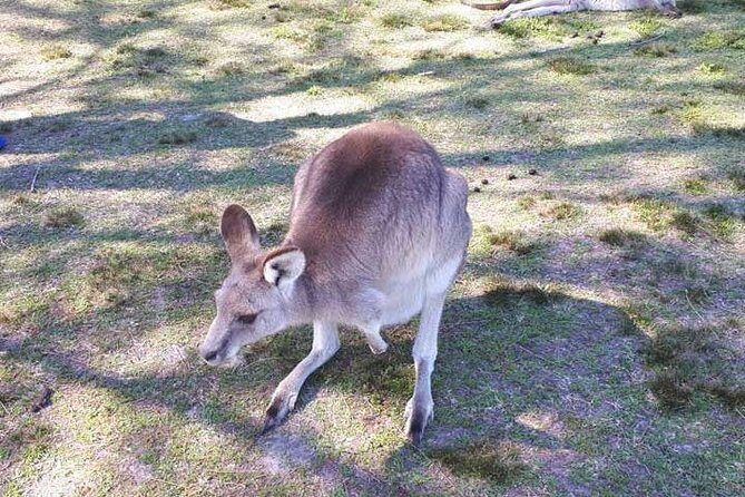 Private Blue Mountains Tour with Kangaroo and Koala Experience - Why Travelers Love This Tour