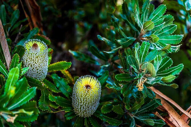 PRIVATE Blue Mountains Wilderness & Wildlife Late Start Tour - The Sum Up: A Thoughtful, Authentic Blue Mountains Day